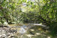 Wanderung im Nationalpark Cahuita...Suchbild Leguan