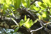 Nationalpark Cahuita...Leguan