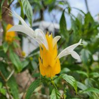 Kreuzfahrt Karibik - Dichtähre im tropischen Garten in Jamaika