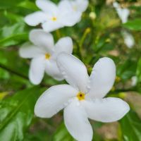 Kreuzfahrt Karibik - Schmetterlingsgardenie im tropischen Garten in Jamaika