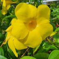 Kreuzfahrt Karibik -  Goldtrompete im tropischen Garten in Jamaika