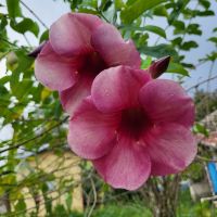 Kreuzfahrt Karibik - Allamanda im tropischen Garten in Jamaika