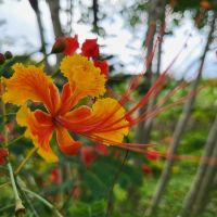 Kreuzfahrt Karibik - Pfauenstrauch im tropischen Garten in Jamaika