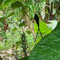 Kreuzfahrt Karibik - der Jamaika-Kolibri, der Nationalvogel (Wimpelschwanz)