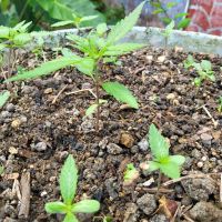 Kreuzfahrt Karibik - junge Hanfpflanzen in Jamaika