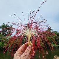 Kreuzfahrt Karibik - Bootsfahrt auf dem Belize River, Glückskastanie