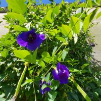 Kreuzfahrt Karibik - Schmetterlingserbse im Botanischen Garten Arboretum, Honduras