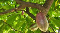 Kreuzfahrt Karibik - Kakaobaum im Botanischen Garten Arboretum, Honduras