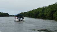 Kreuzfahrt Karibik - Bootsfahrt entlang der Mangroven auf dem Belize River