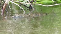Kreuzfahrt Karibik - Leistenkrokodil bei der Bootsfahrt entlang der Mangroven auf dem Belize River