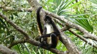 Kreuzfahrt Karibik - Spinnenaffe im Belize Zoo, Belize