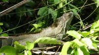 Kreuzfahrt Karibik - Grüner Leguan in den Kanälen von Tortuguero, Costa Rica