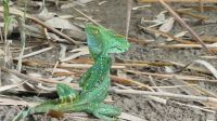 Kreuzfahrt Karibik - Stirnlappenbasilisk in den Kanälen von Tortuguero, Costa Rica