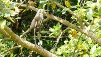 Kreuzfahrt Karibik - Nacktkehlreiher in den Kanälen von Tortuguero, Costa Rica