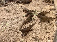 Riesenleguane, Dominikanische Republik