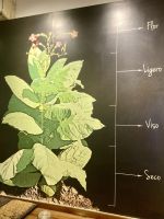 Zigarrenfabrik Vegafina, Dominikanische Republik