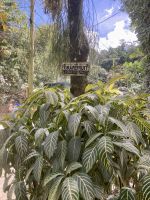 Plantage, Montego Bay, Jamaika