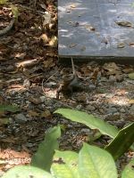 Archäologische Stätte, Tulum, Mexiko 