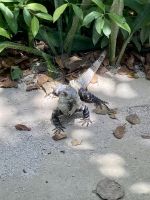 Archäologische Stätte, Tulum, Mexiko 