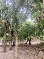 Chacchoben, Costa Maya, Mexiko