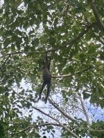 Brüllaffen, Chacchoben, Costa Maya, Mexiko