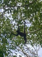 Brüllaffen, Chacchoben, Costa Maya, Mexiko