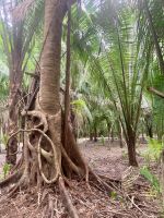 Chacchoben, Costa Maya, Mexiko