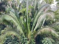 Ausgrabungsstätte Altun Ha, Belize City, Belize