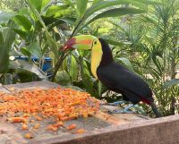 Tukan, Mayan Eden Eco Park, Roatan, Honduras