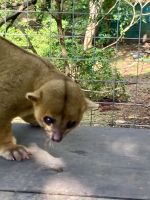 Schleichkatzen, Mayan Eden Eco Park, Roatan, Honduras