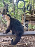 Kapuziner- und Brüllaffen, Mayan Eden Eco Park, Roatan, Honduras