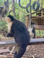 Kapuziner- und Brüllaffen, Mayan Eden Eco Park, Roatan, Honduras