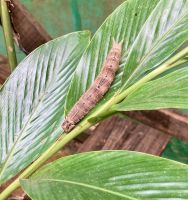 Raupen, Mayan Eden Eco Park, Roatan, Honduras