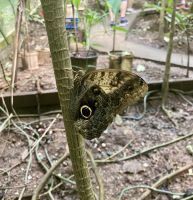 Schmetterling, Mayan Eden Eco Park, Roatan, Honduras
