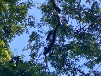 Brüllaffen, Bootsfahrt im Tortugero Nationalpark, Puerto Limon, Costa Rica
