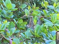 Faultier, Bootsfahrt im Tortugero Nationalpark, Puerto Limon, Costa Rica