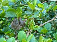 Faultier, Bootsfahrt im Tortugero Nationalpark, Puerto Limon, Costa Rica