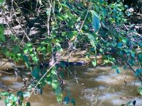 Kaiman, Bootsfahrt im Tortugero Nationalpark, Puerto Limon, Costa Rica