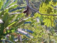 Faultier, Bootsfahrt im Tortugero Nationalpark, Puerto Limon, Costa Rica