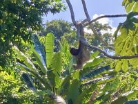 Faultier, Bootsfahrt im Tortugero Nationalpark, Puerto Limon, Costa Rica