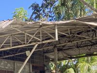 Leguan, Bootsfahrt im Tortugero Nationalpark, Puerto Limon, Costa Rica