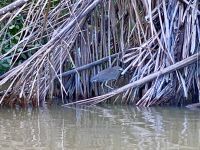 Bootsfahrt im Tortugero Nationalpark, Puerto Limon, Costa Rica