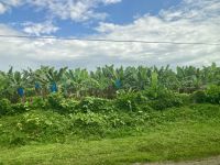 Bananenplantage, Puerto Limon, Costa Rica