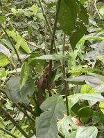 Spaziergang durch den Cahuita Nationalpark, Puerto Limon, Costa Rica