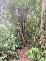 Spaziergang durch den Cahuita Nationalpark, Puerto Limon, Costa Rica