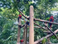 Papageien, Park direkt am Hafen, Cartagena, Kolumbien