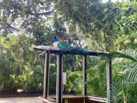 Papageien, Park direkt am Hafen, Cartagena, Kolumbien