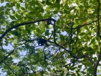 Affen, Park direkt am Hafen, Cartagena, Kolumbien