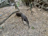 Ameisenbär, Park direkt am Hafen, Cartagena, Kolumbien