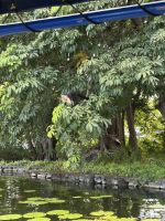 038 Affen Isletas de Granada